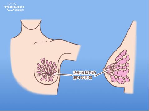 盆底康復(fù)治療儀能幫助女性乳房哪些問題？