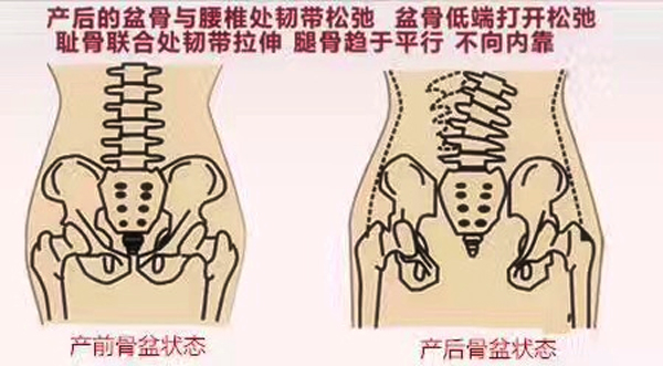 盆底解剖常識