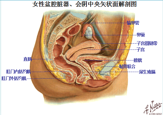 產(chǎn)后盆底康復(fù)治療