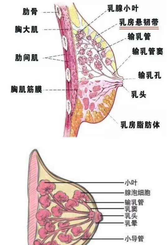 母乳喂養(yǎng)