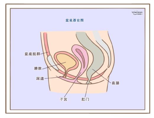 盆底康復治療儀