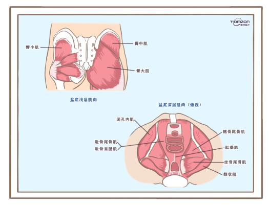 盆底肌修復(fù)儀器